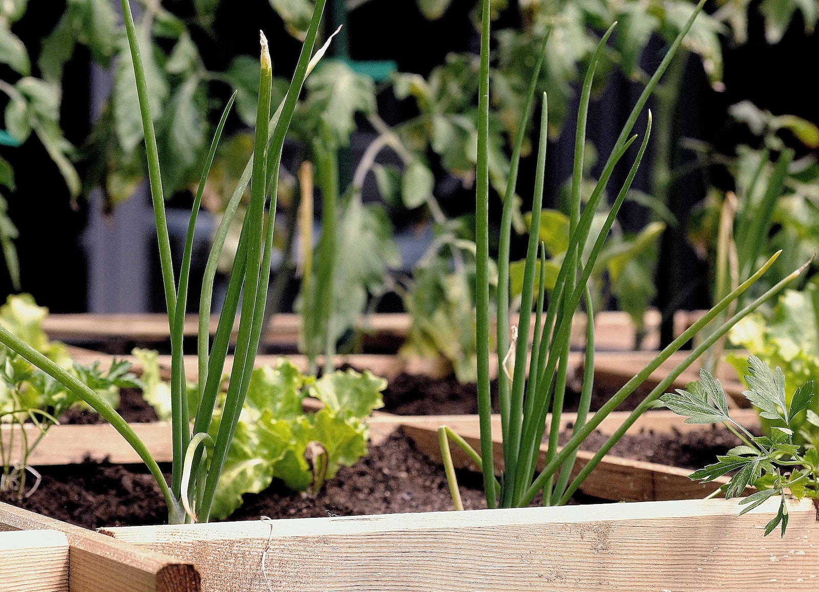 Quelle terre pour un potager en carré ?