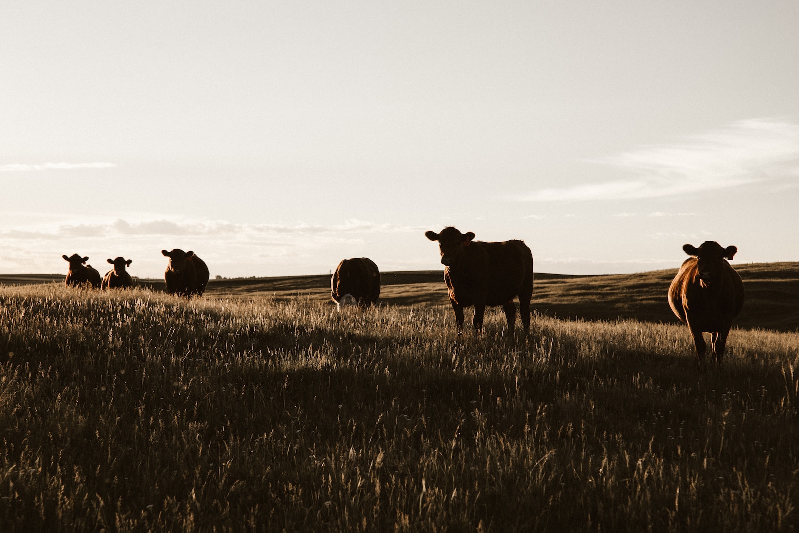 Plonger au cœur des fermes et explorer les secrets de l’agriculture durable avec l’agrotourisme