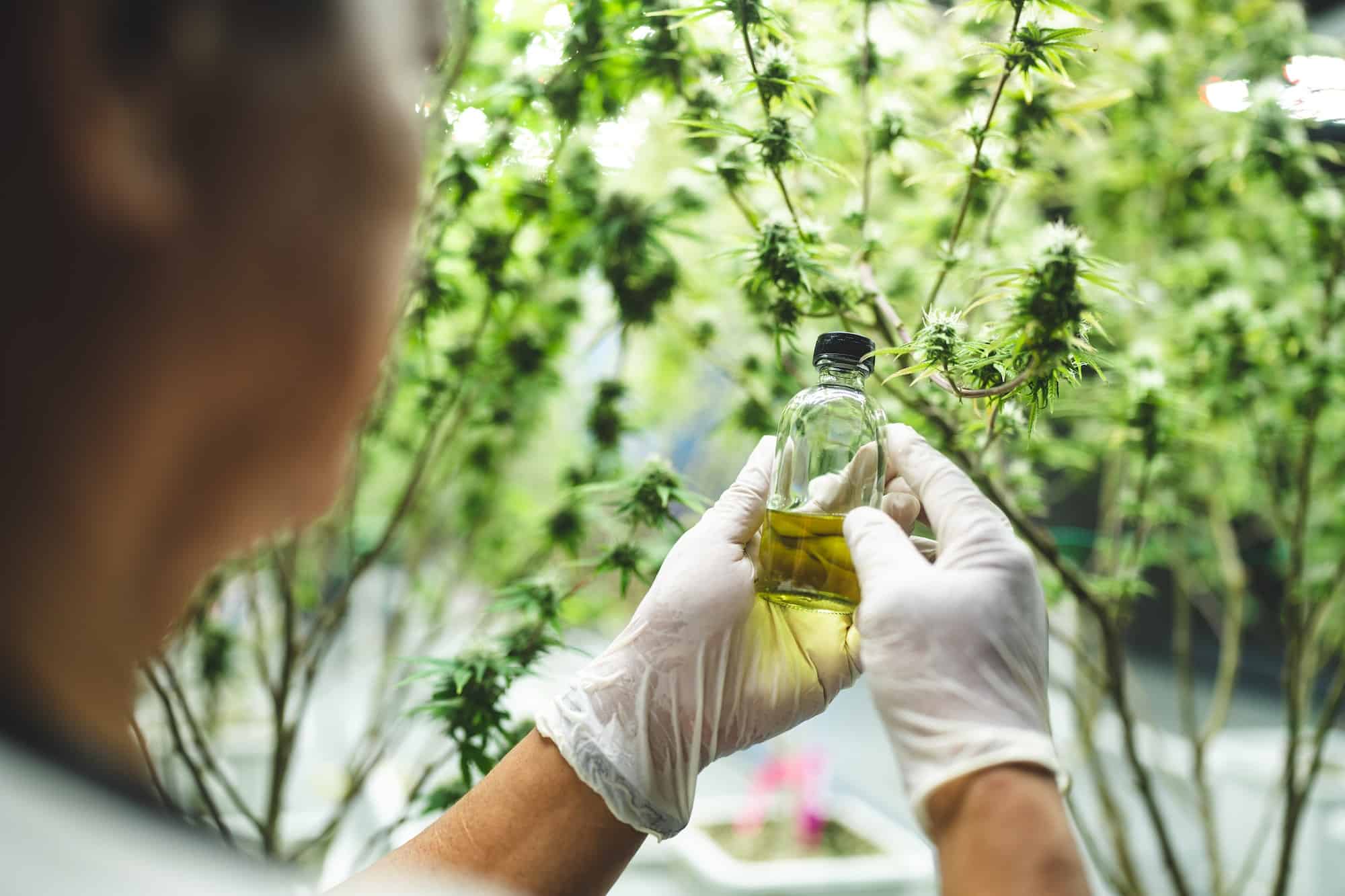 Comment les huiles dérivées des plantes médicinales atténuent les douleurs ?