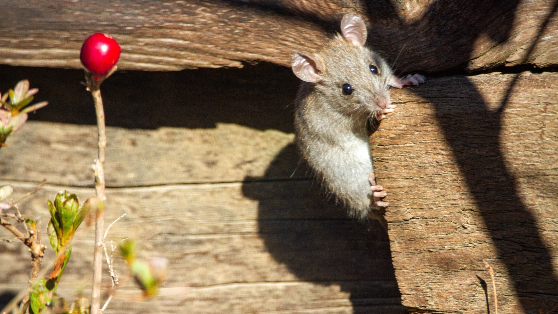 Des solutions efficaces pour venir à bout des rats et souris